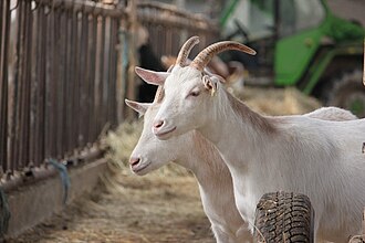 By jcfrog - IMG_5084, CC BY 2.0, https://commons.wikimedia.org/w/index.php?curid=10044641