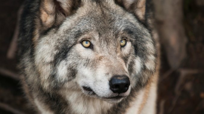 Image from Pexels. https://www.pexels.com/photo/grey-and-white-wolf-selective-focus-photography-682361/