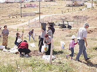 Israeli settlers planting trees at Maaleh Rechavam. 2006. Photo by Anna Antopolsky - https://www.flickr.com/photos/51411551@N06/4725122938/in/photostream/, also published at http://mesto.org.il, CC BY 2.0, https://commons.wikimedia.org/w/index.php?curid=10705284
