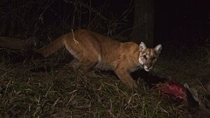 By National Park Service from USA - P-13 and Kittens on a Kill, Public Domain, https://commons.wikimedia.org/w/index.php?curid=65804806